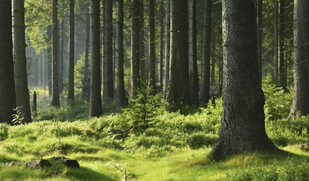 Nature scene illustrating how being in nature releases happy chemicals and helps coping with stress