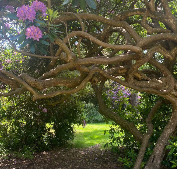 grief of losing a twisted tree